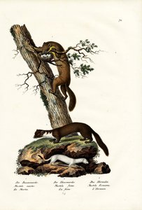 Sweet Marten by Karl Joseph Brodtmann